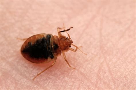 The 50 Most Bed Bug Infested Cities In America