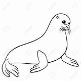 Seal Drawing Seals Animal Harp Cute Line Coloring Pages Baby Drawings Getdrawings Fur sketch template