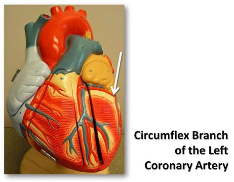 circumflex branch   left coronary artery anterior vi flickr