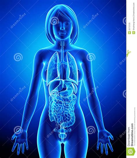all organs of female body in blue x ray loop stock illustration illustration of ovary system