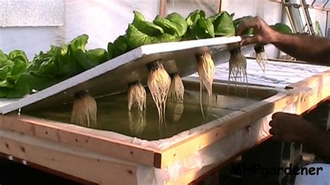 floating raft hydroponics update dec  youtube
