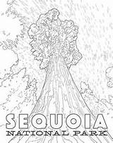 Sequoia sketch template