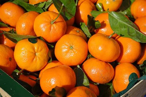 tanaman jeruk kandungan macam macam khasiat