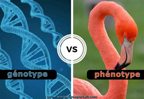 phénotype définition et explications