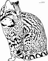 Ocelot Coloring Pages Printable Color Colouring Drawings 2387 Kids Line Cat Silhouettes Animals Wildlife Click Size Designlooter Silhouette Own Stamps sketch template