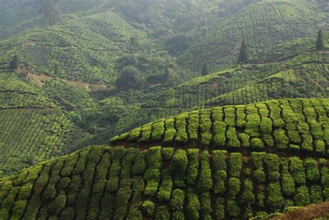 tea plantations colonial sanitariums ceylon tea plantation central highlands sri lanka sri
