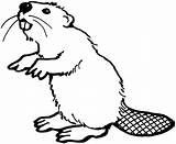 Beaver Coloring American Pages Supercoloring Beavers sketch template