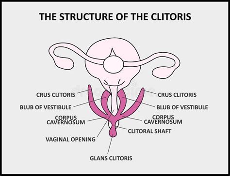 Vagina Anatomy Stock Vector Illustration Of Organ Gender 10105267