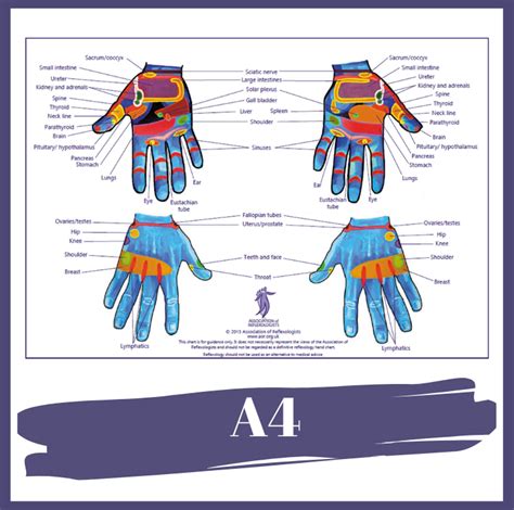 Aor Reflexology Hand Chart Size A4 Association Of Reflexologists