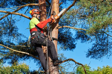 arboriculture infos metiers  professions horticompetences
