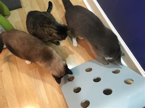 Ikea Hack Diy Food Puzzle For Cats Fundamentally Feline