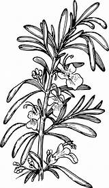 Rosemary Clipart Drawing Herb Svg Openclipart Computer Herbs Monochrome Vector Photography Clipground sketch template