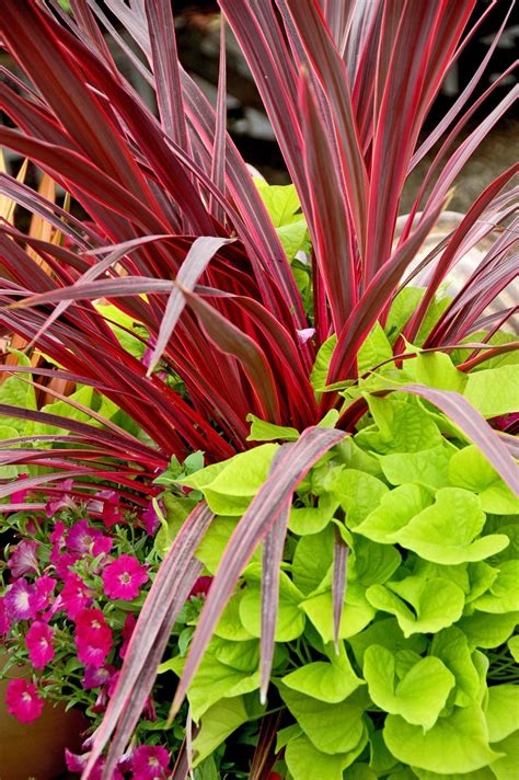 cordylines dagger   soars  popularity mississippi state university extension service