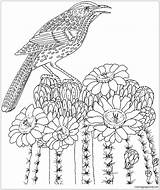 Cactus Wren Bird State Saguaro Pages Flower Arizona Coloring Color Blossom Online Print sketch template