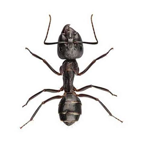 carpenter ant identification western exterminator  las vegas