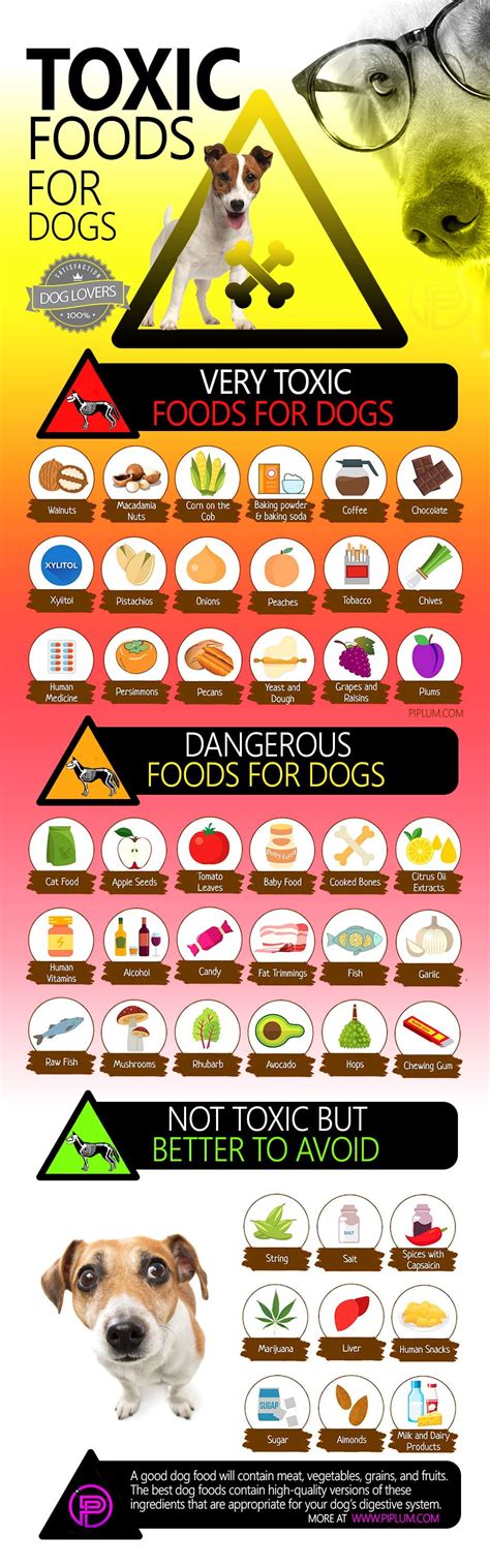 care   puppies  list  toxic foods  dogs poster