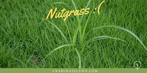 How To Control And Kill Nutgrass Naturally And Easily