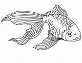Coloring Fish Betta Pages Popular Kids sketch template
