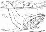 Blauwal Whale Malvorlage Wale Wasser Coloringbay Ausmalbild Ausmalen Kostenlose Dolphins sketch template