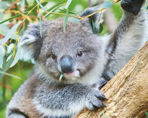 koala australia hintergrund 28416165 fanpop