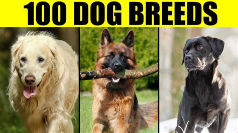 dog breeds  pictures  names images  life