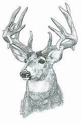 Wood Burning Patterns Pyrography Deer Printable Carving Stencils Print Coloring Woodworking Pattern Tracing Plans Sue Walters Projects Animal Wildlife Crafts sketch template