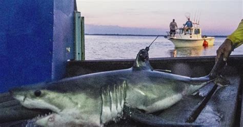 Research Team Searching For Great White Sharks In Expedition Off
