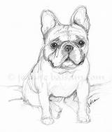 Bulldog Frenchie Sketch Coloring Hopeful Worried Bulldogs Notecards Awfully Petra Combee sketch template