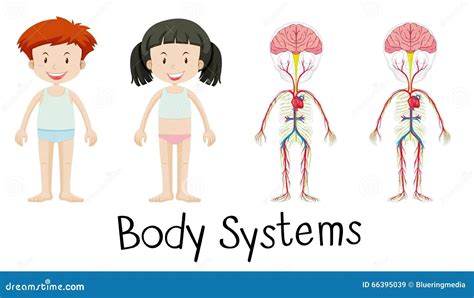 body systems diagram  kids anatomy body system