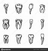 Tooth Drawing Molar Sketch Paintingvalley Drawings sketch template