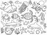 Animal Aquatic Creatures sketch template