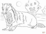 Badger Coloring Honey Pages Printable Blaireau Coloriage American Animals Badgers Color Woodland sketch template