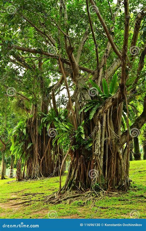 arbres tropicaux photo stock image du vegetation jungle