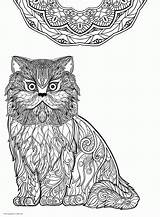 Coloring Pages Adult Animal Adults Cat Print Printable Colouring Look Other Sheets sketch template