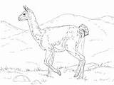 Guanaco Coloring Realistic Pages Supercoloring Animals Printable Categories Zoo sketch template