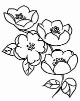 Blossom Flor Macieira Blossoms Desenho Tudodesenhos Branches sketch template