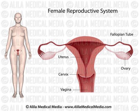 Alila Medical Media Female Reproductive System Labeled