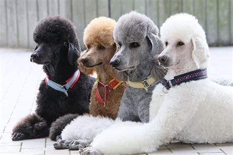 standard poodle standard poodle puppies awesome paws