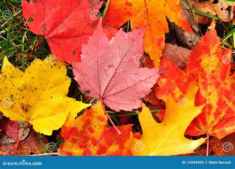 close    colorful maple leaves stock image image  leaves