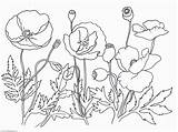 Poppy Coloring Pages Flower Printable Drawing Poppies Remembrance Kids Clipart Print Getdrawings Mandala Trolls Comments Library Coloringhome sketch template