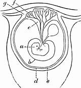 Placenta Early Formation Clipart Etc Large Usf Edu Small Medium sketch template