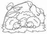 Hedgehog Igel Hase Ausmalbild Colorear Erizos Bestcoloringpagesforkids Paginas sketch template