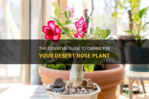 The Essential Guide To Caring For Your Desert Rose Plant Shuncy
