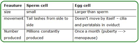 reproductive system biology notes for igcse 2014