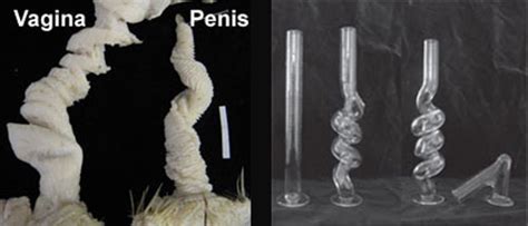 Black duck sex