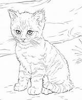 Ausmalbilder Katzen Katze Ausmalen Malvorlagen Malbuch Mandala Steine Bemalen Sonstiges Kunstunterricht sketch template