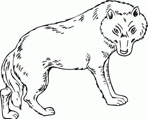 wolf coloring pages    wolf coloring pages