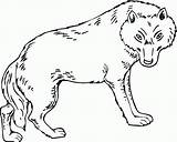 Wolf Coloring Pages Clipart Library Colour sketch template