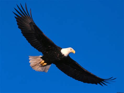 eagle soaring high wallpapers hd wallpapers id