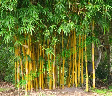 longer sell bamboo plants     enjoy  website